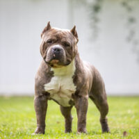 Bully Pride Production Leviticus