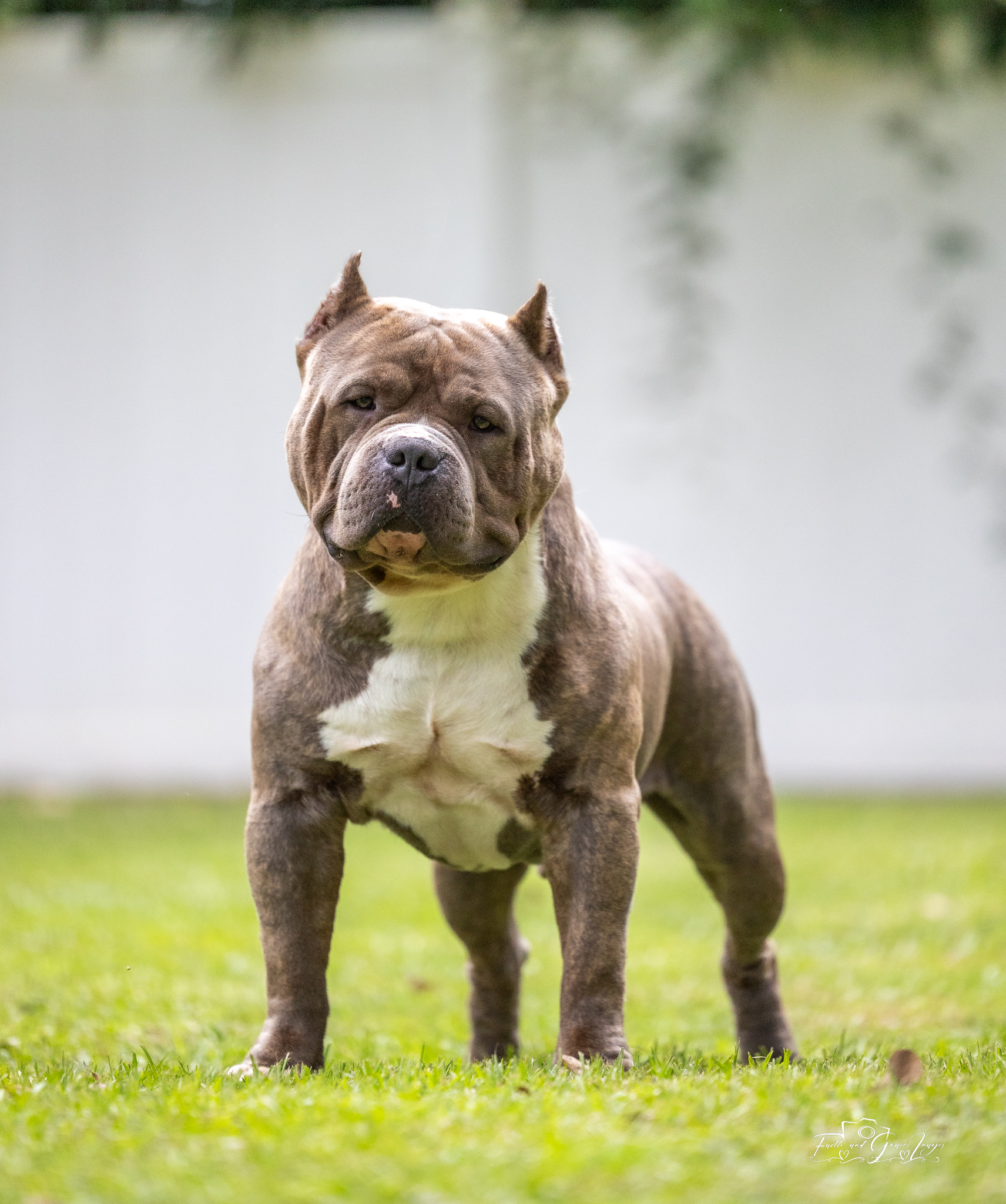 Dog Featured Image