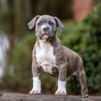 Bully Pride Productions Pup