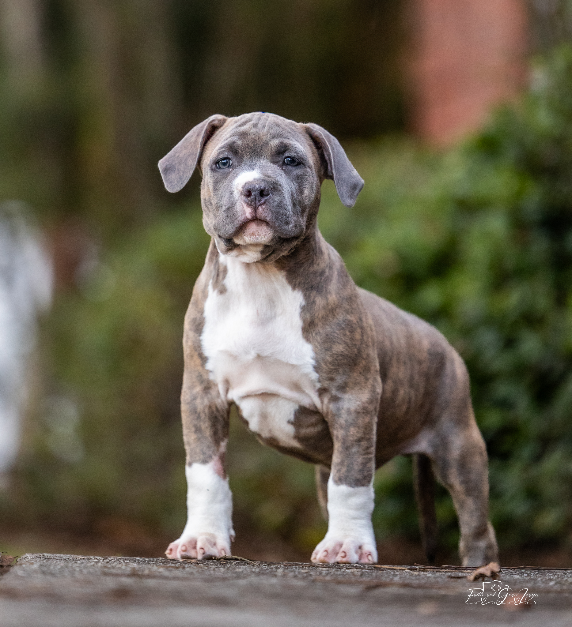 Dog Featured Image