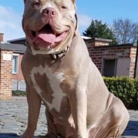 Dog Featured Image