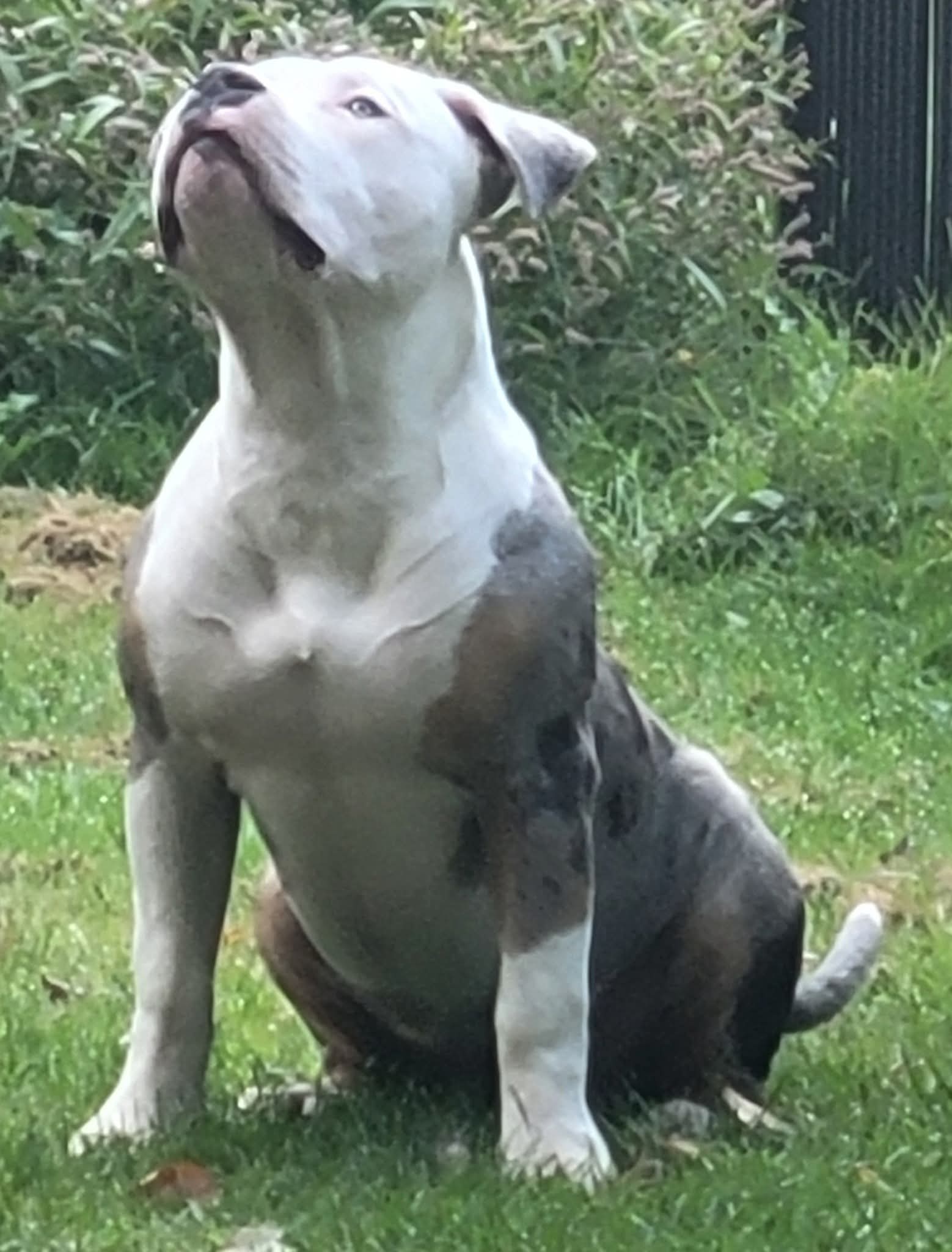 Dog Featured Image
