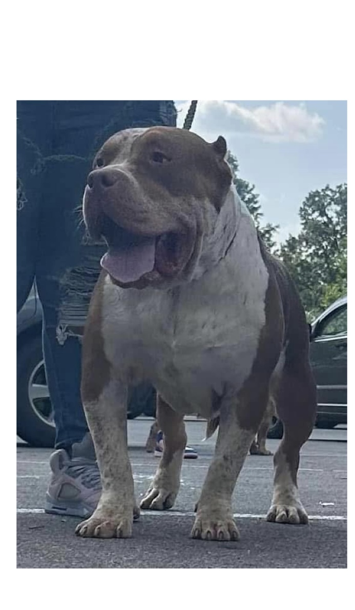 Dog Featured Image