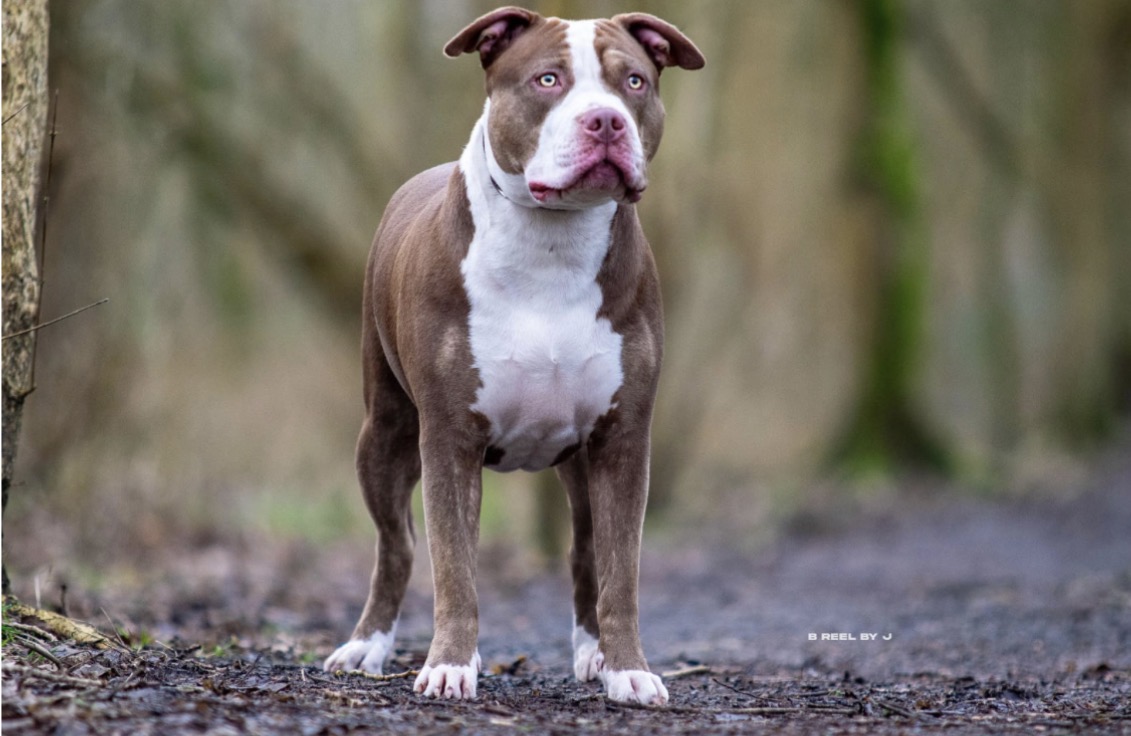 Dog Featured Image
