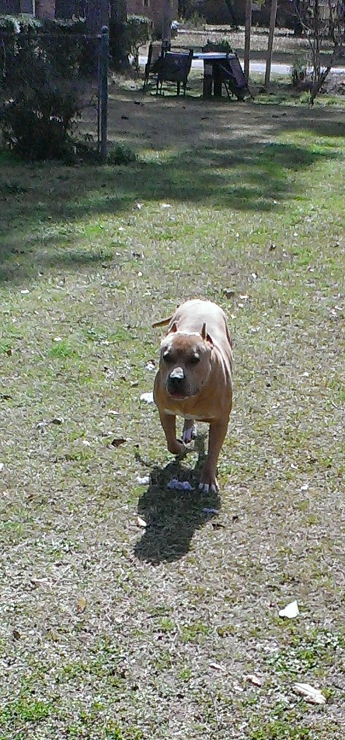 Dog Featured Image