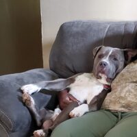 BZK Ziggy