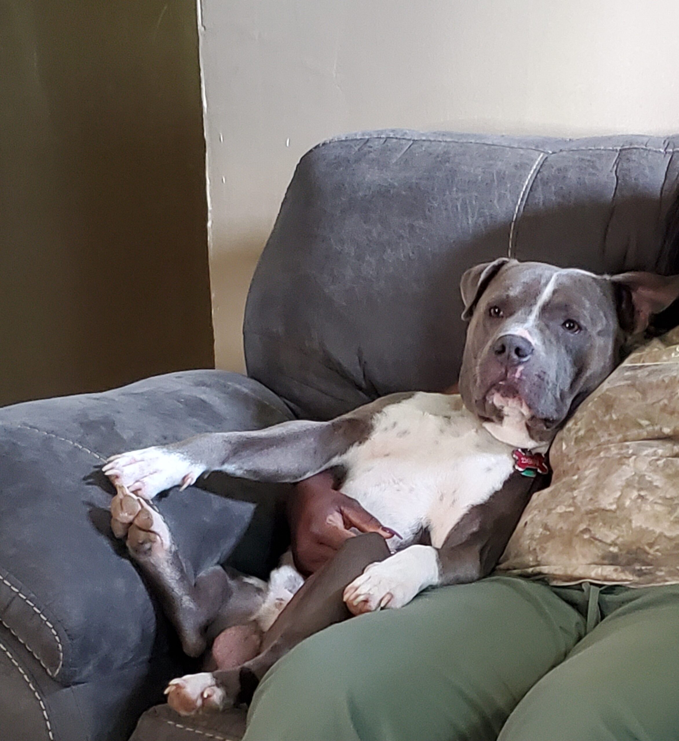 Dog Featured Image