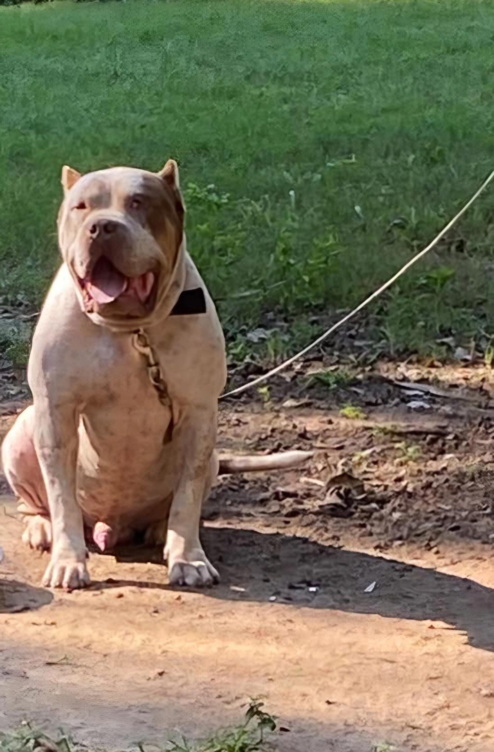 Dog Featured Image