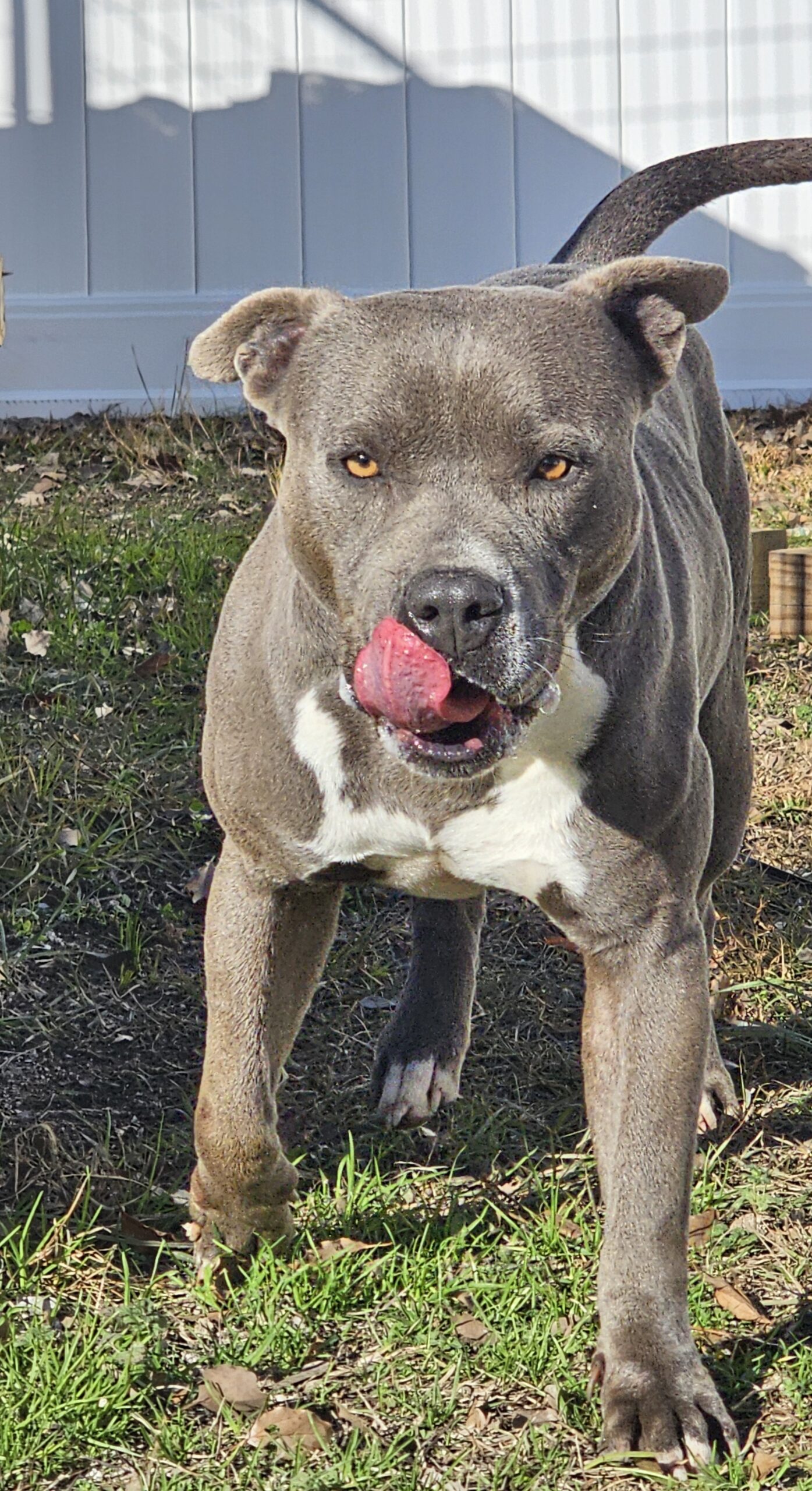 Dog Featured Image