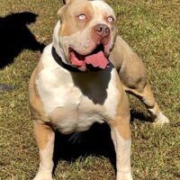 ProBulls Hiro