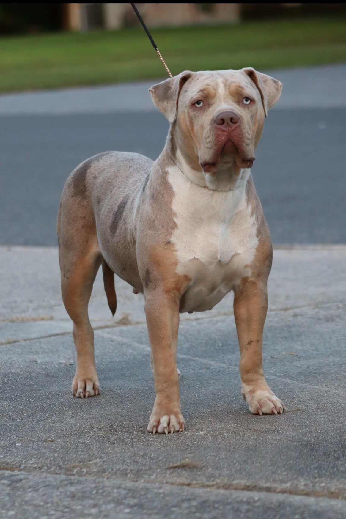 Dog Featured Image