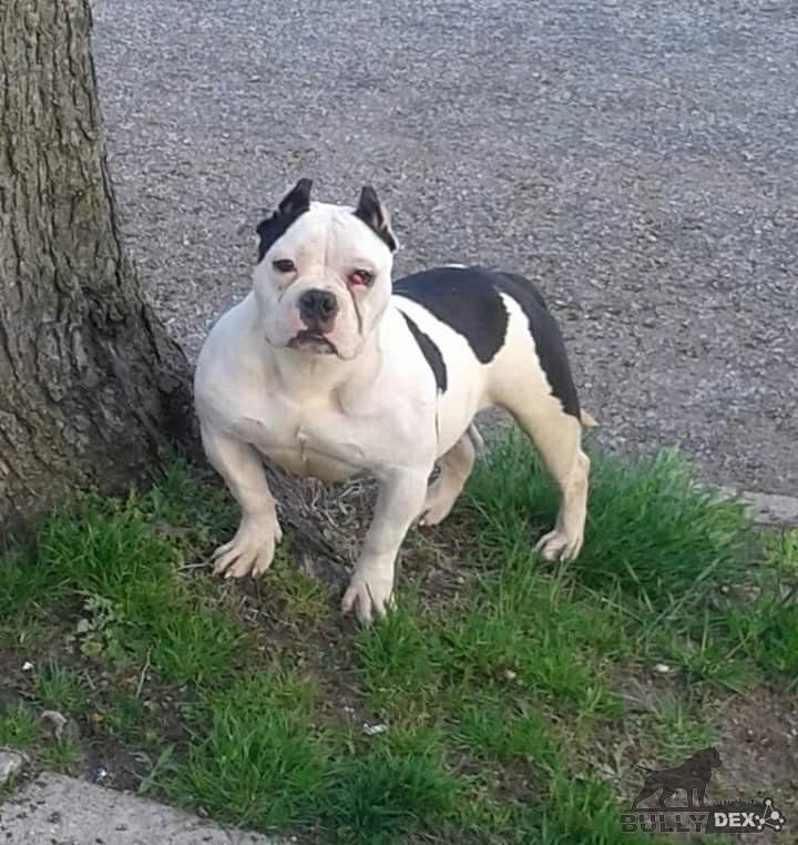 Dog Featured Image