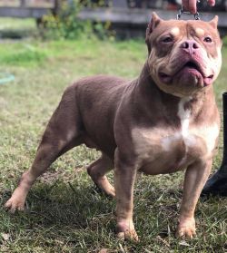 Dog Featured Image