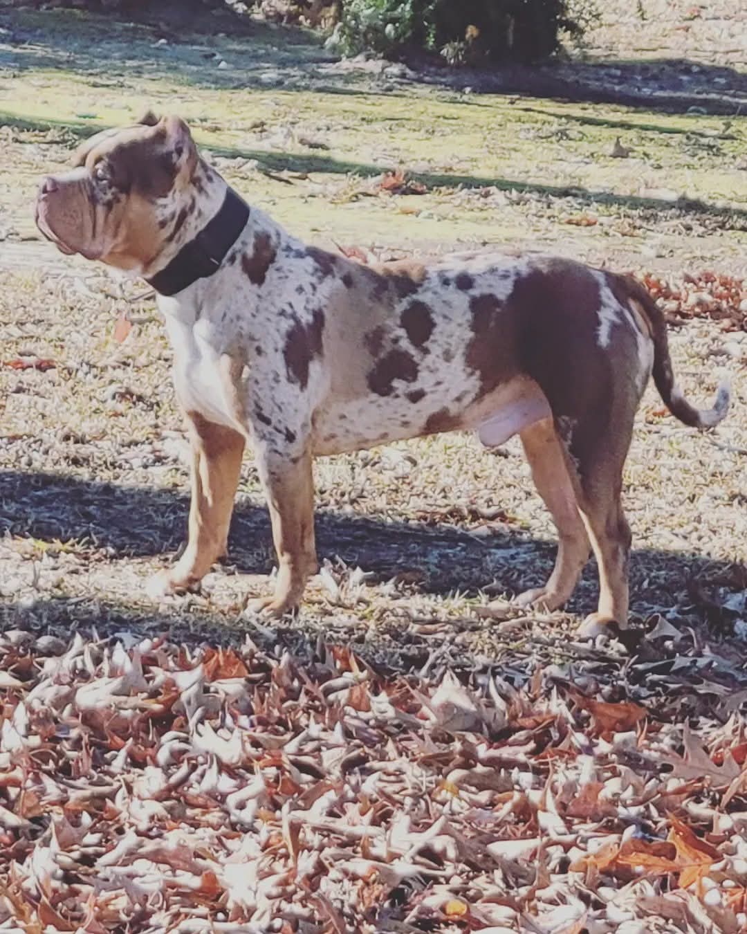 Dog Featured Image