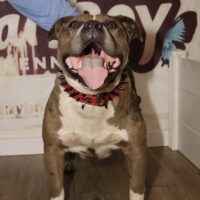 Dog Featured Image