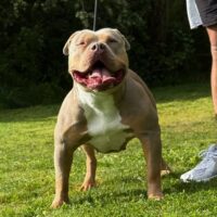 Dog Featured Image