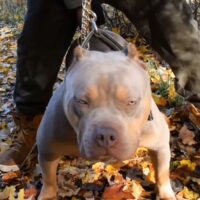 Cashmere’s Belgian Blue