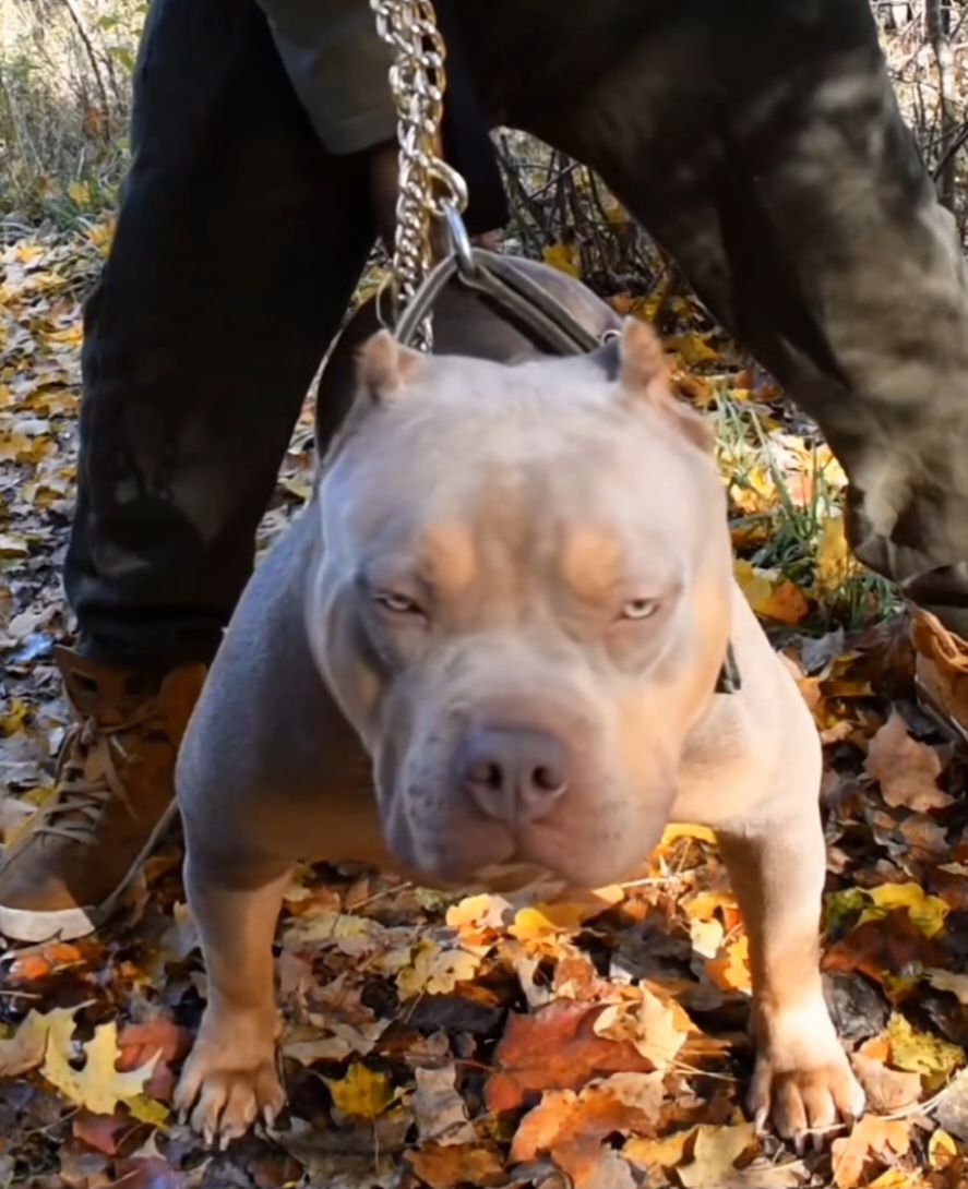 Dog Featured Image