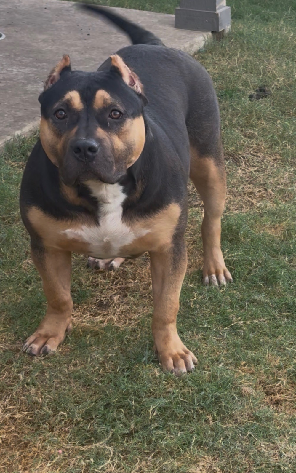 Dog Featured Image