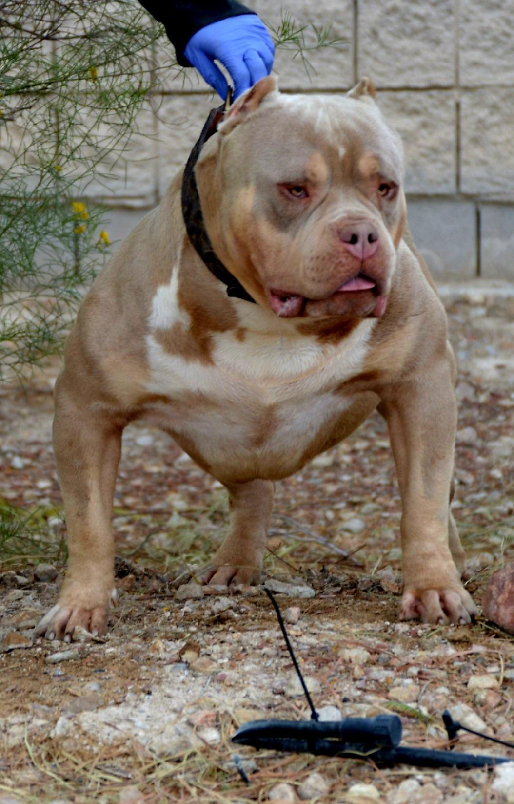 Dog Featured Image