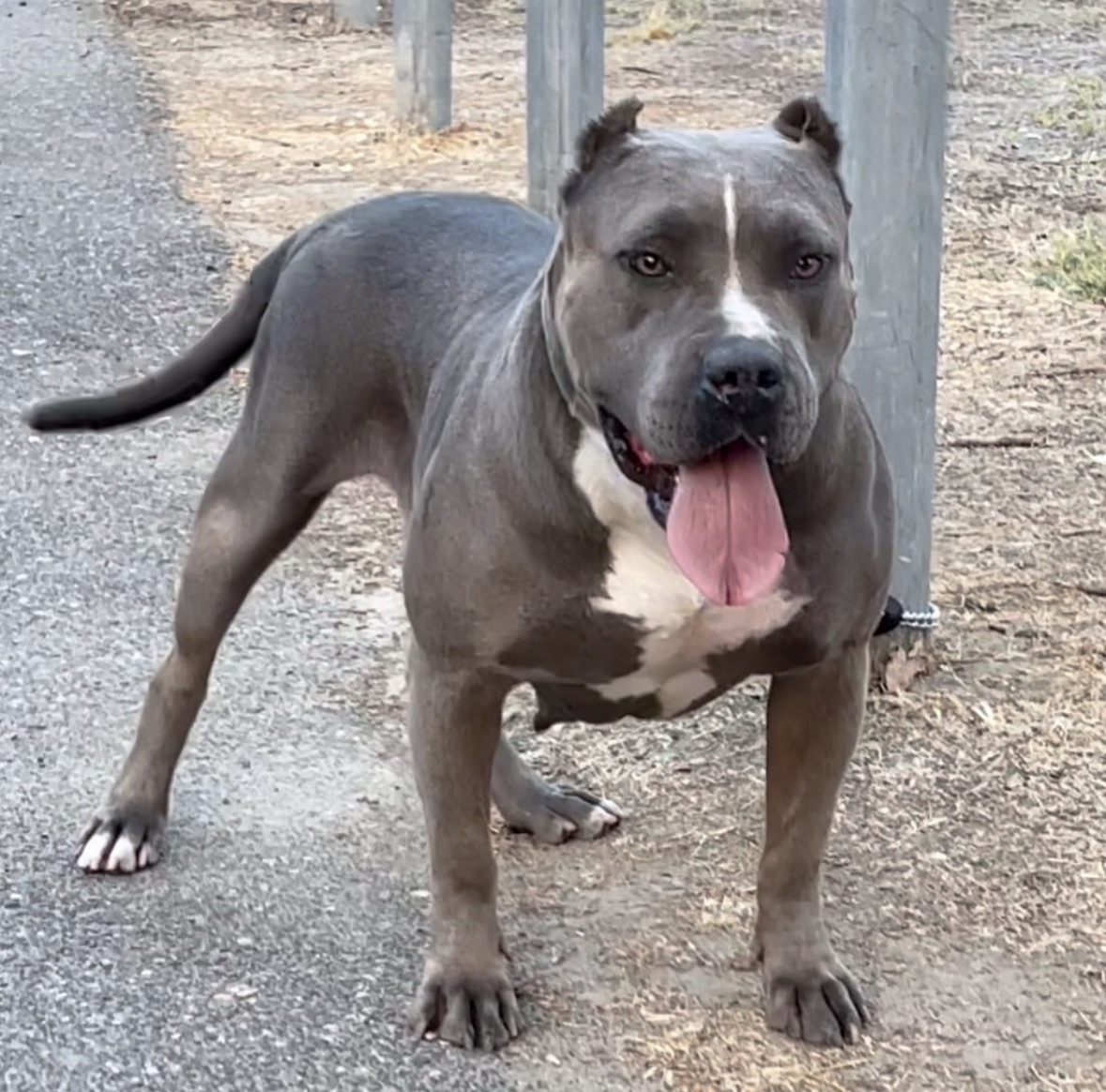 Dog Featured Image