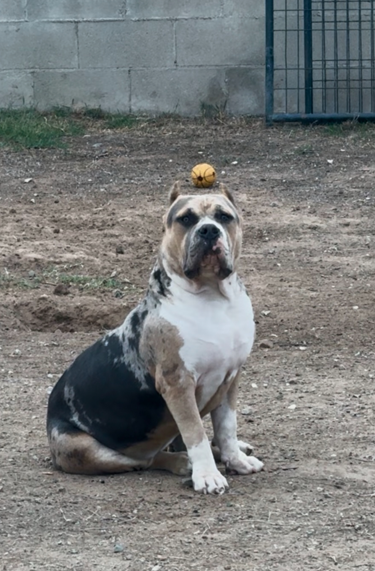 Dog Featured Image