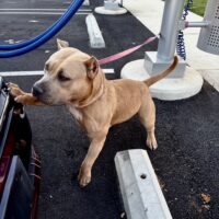 Dog Featured Image