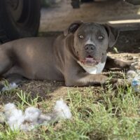 Dog Featured Image