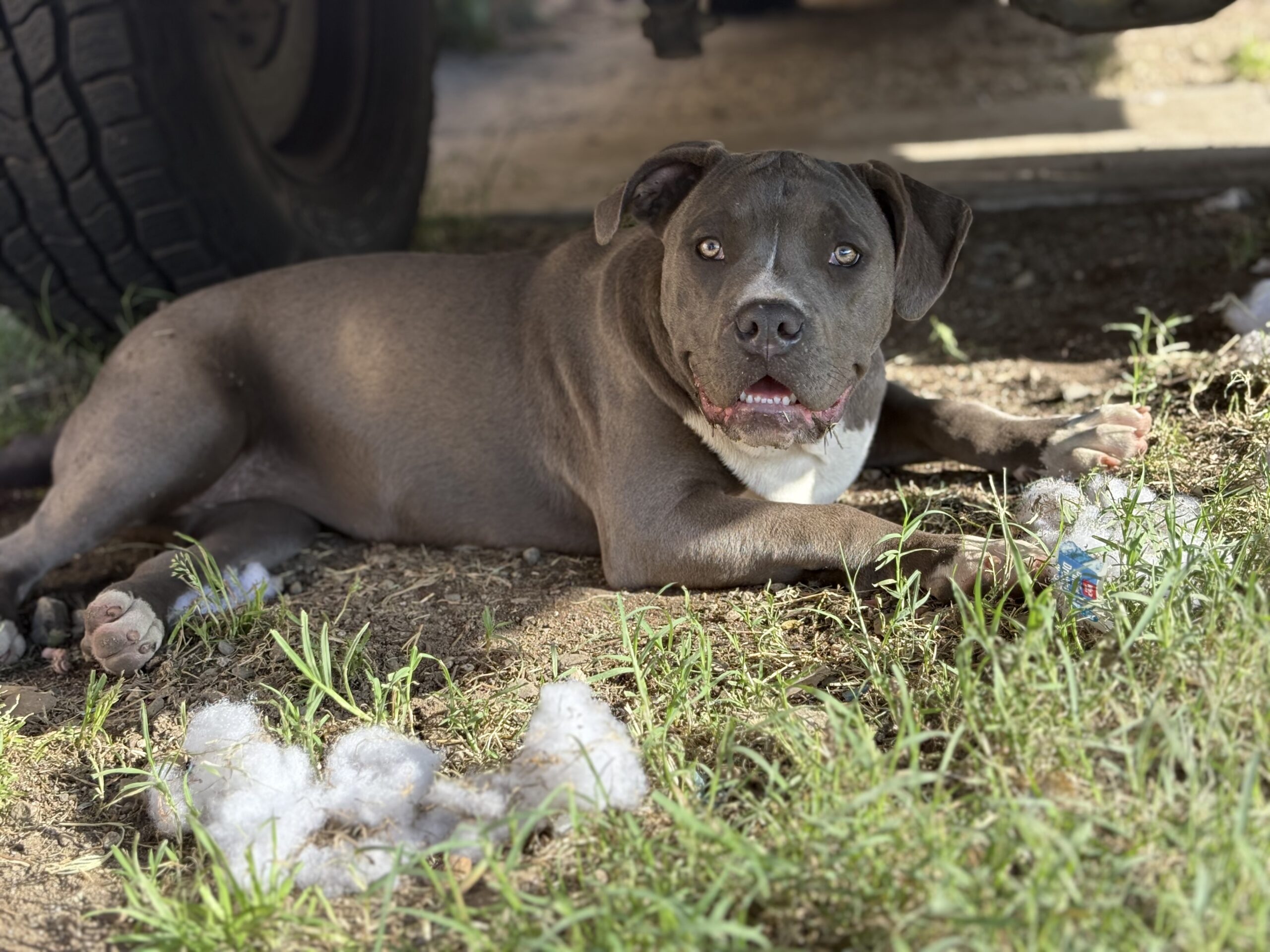 Dog Featured Image
