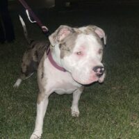 PJBK Xena