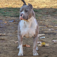 Dog Featured Image
