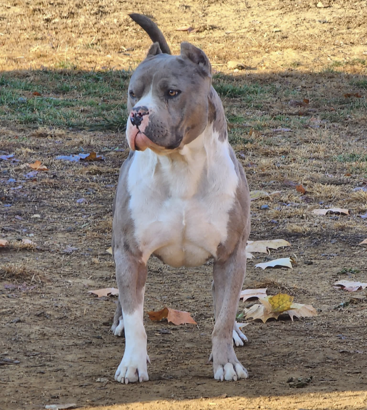 Dog Featured Image