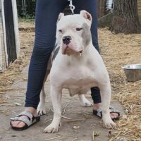 Dog Featured Image