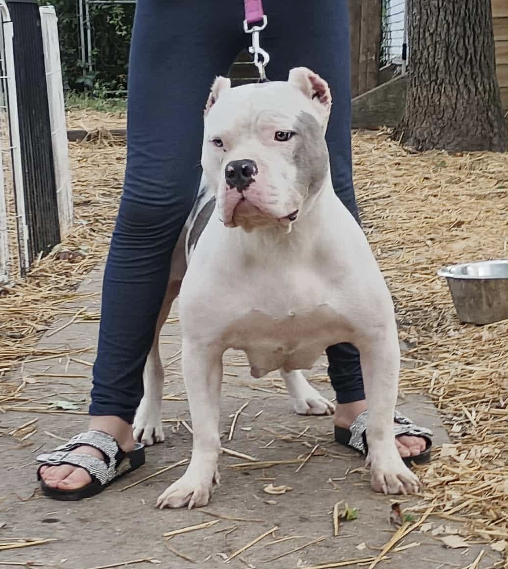 Dog Featured Image