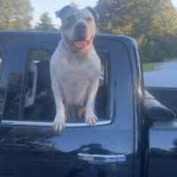 Dog Featured Image
