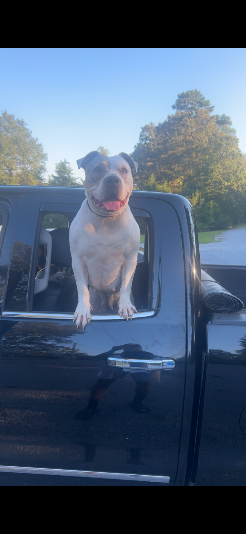 Dog Featured Image