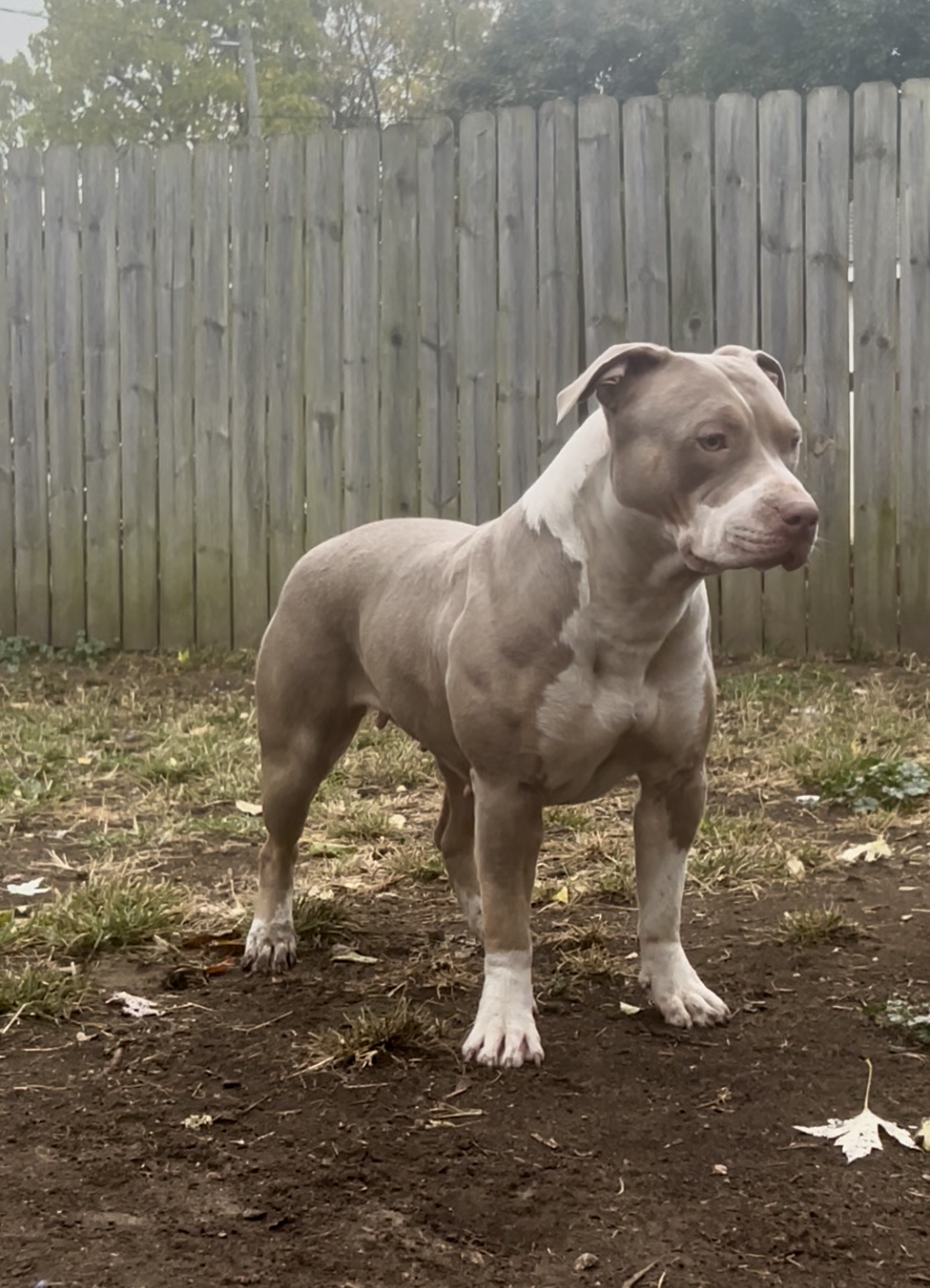 Dog Featured Image