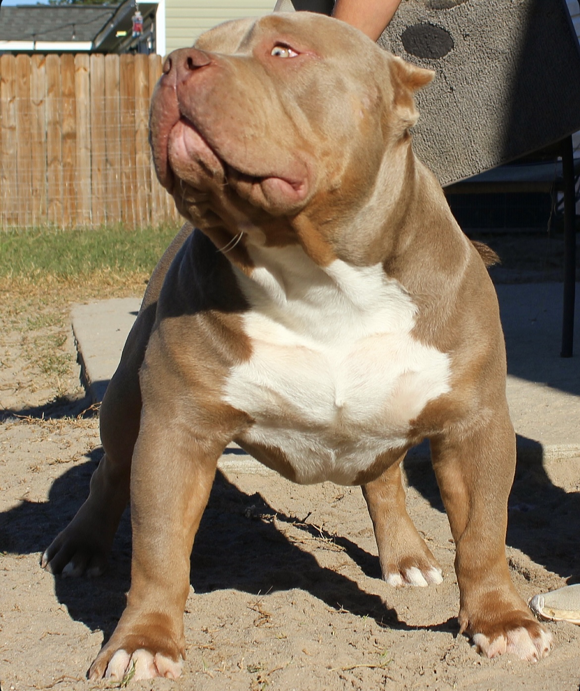 Dog Featured Image