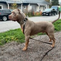 Dinosaurus bully’s Thor