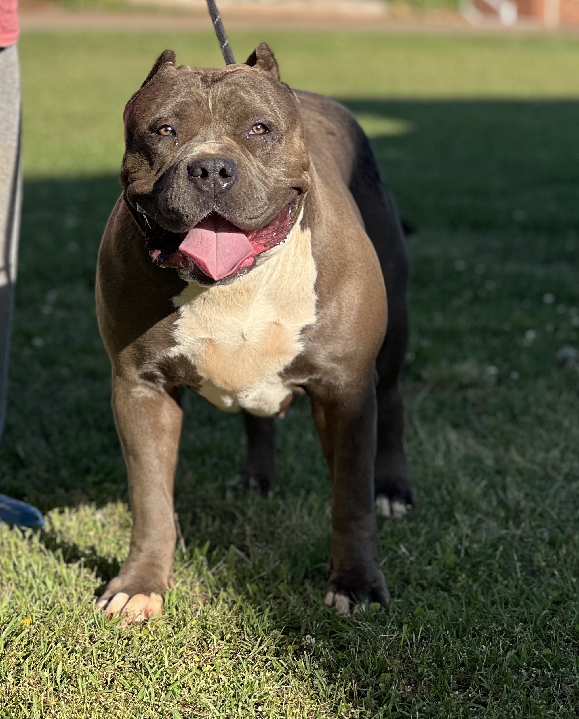 Dog Featured Image