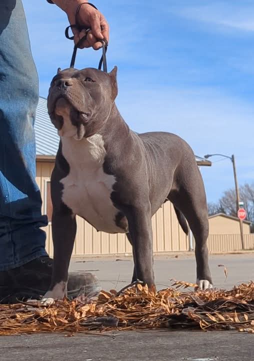 Dog Featured Image