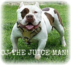 Dog Featured Image