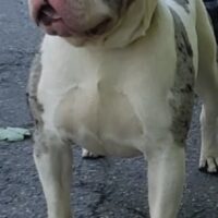 Bossy kennel adonis