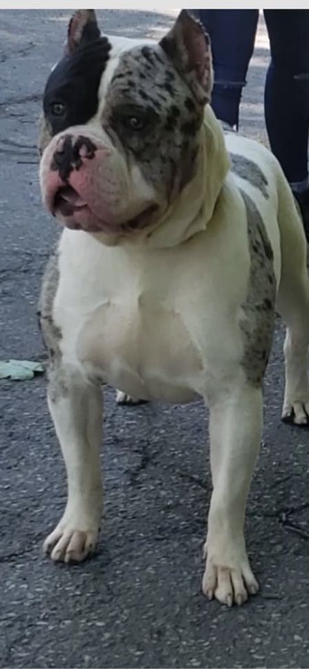 Dog Featured Image