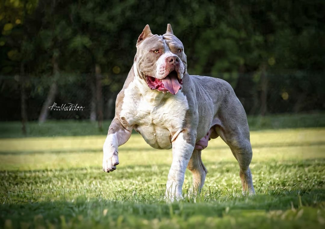 Dog Featured Image