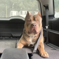 BIG SOUTHERN BULLIES AMETHYST