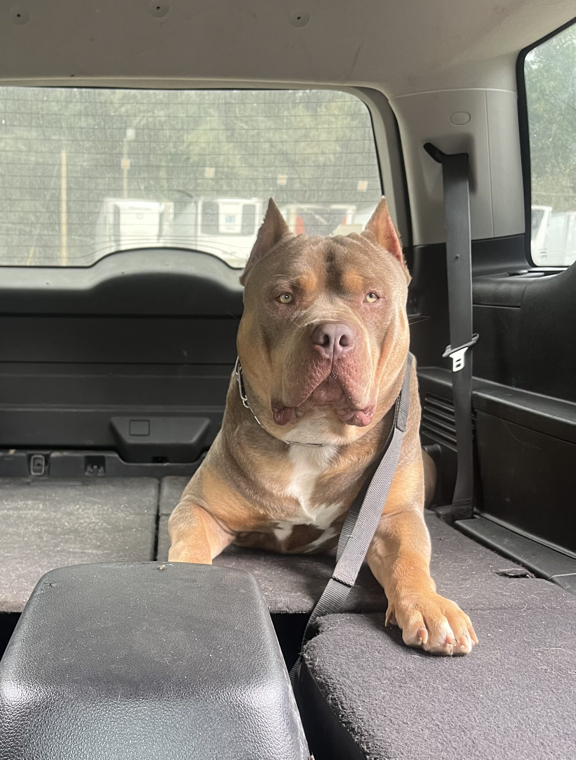 Dog Featured Image