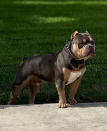 Dog Featured Image