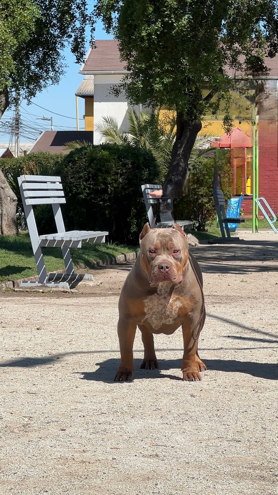 Dog Featured Image