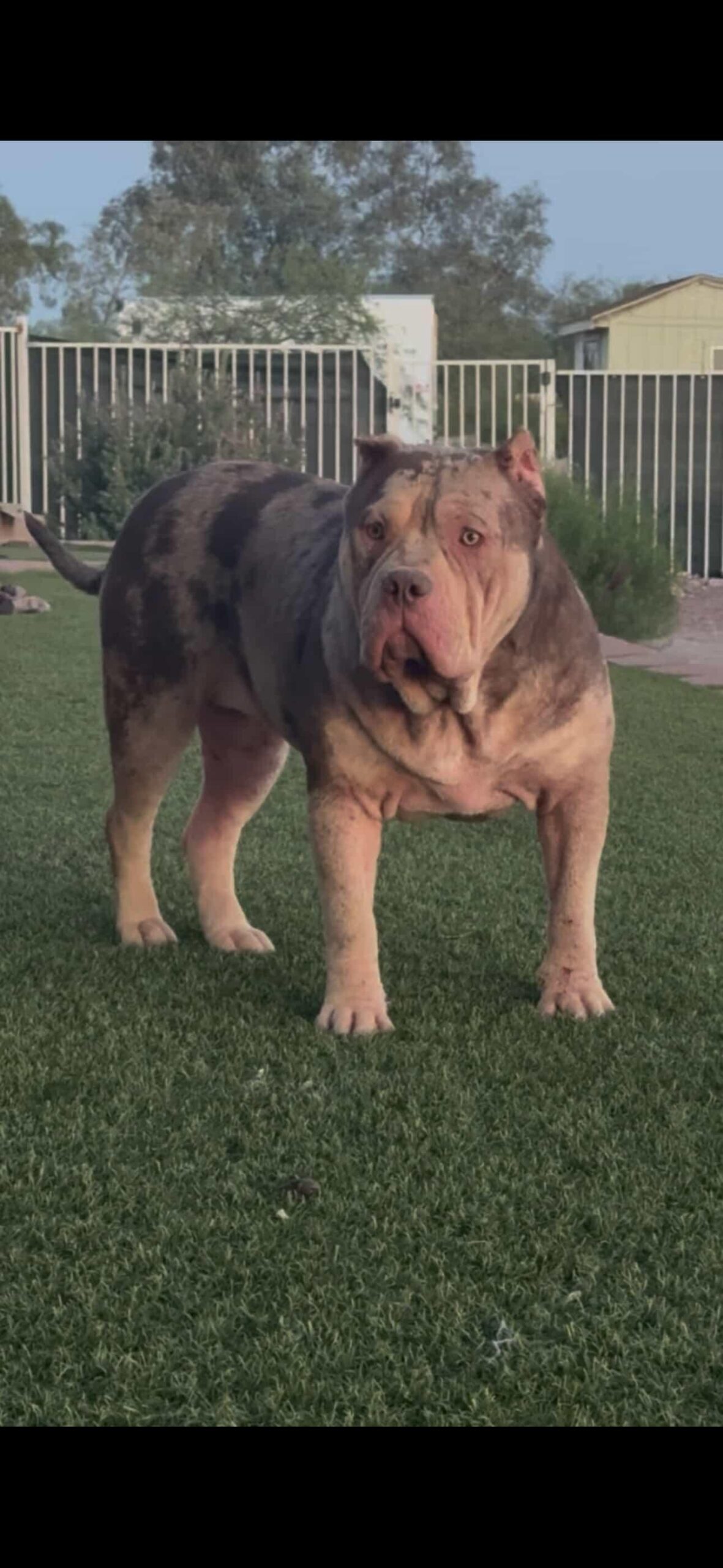 Dog Featured Image
